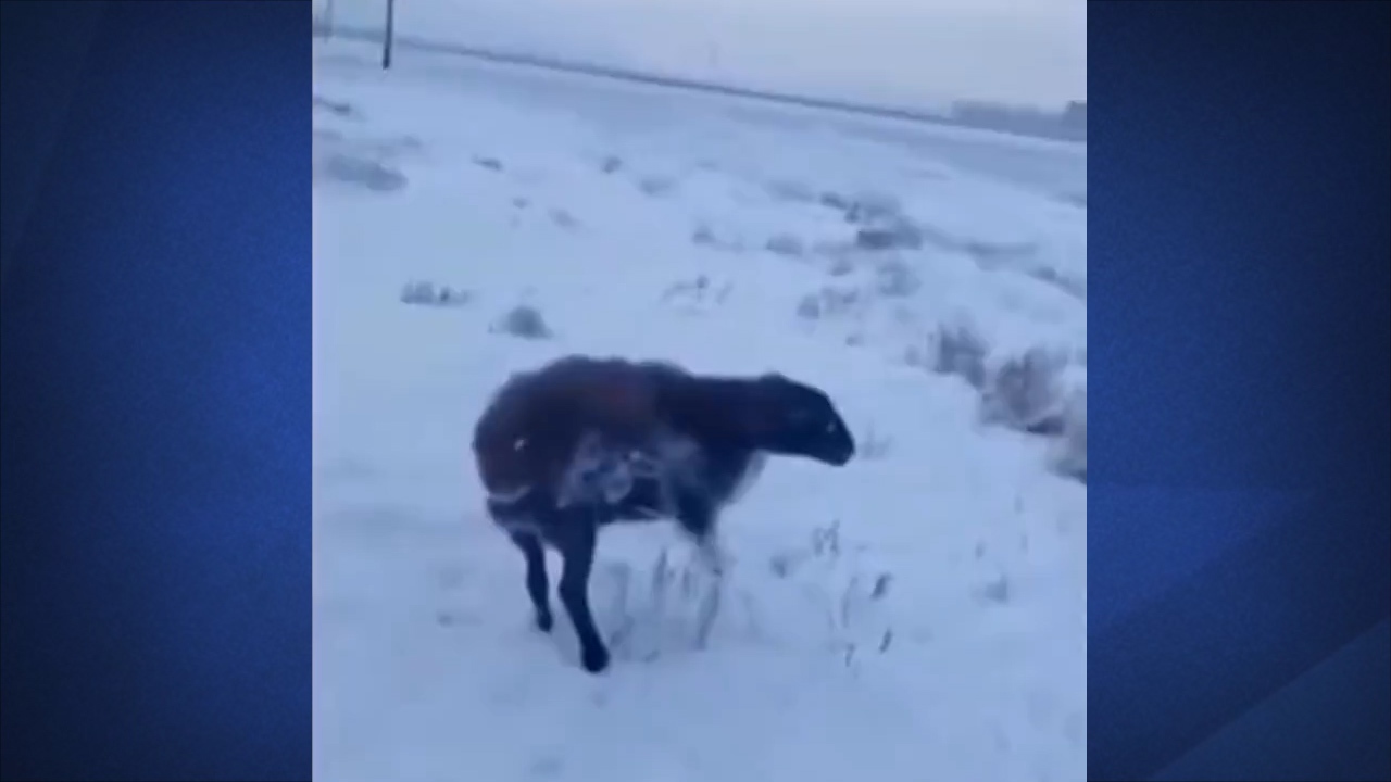 منجمد شدن حیوانات در سرمای قزاقستان