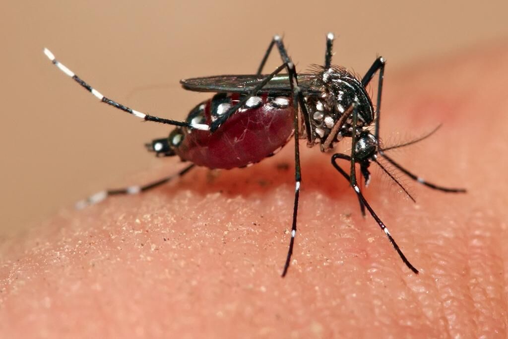 تغییر اقلیم برنامه ریشه‌کنی مالاریا در کشور را به مخاطره انداخته است