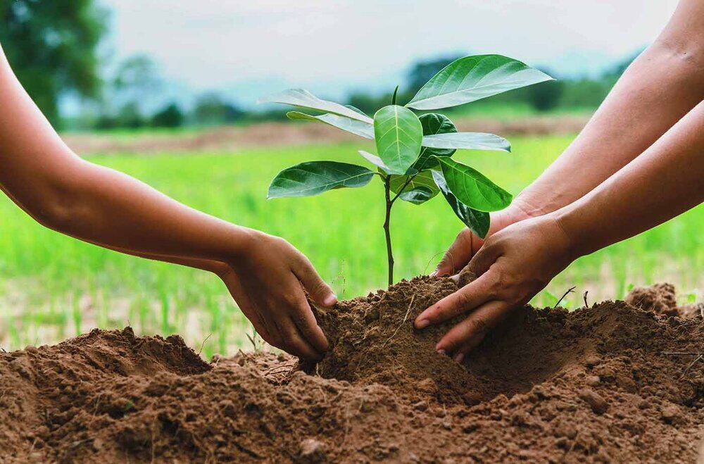اجرای طرح درختکاری در واحدهای اهدای اعضای کشور