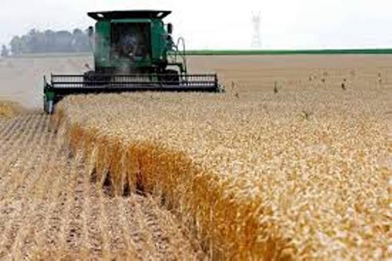 رکورد ۱۳ ساله گندمگاران فارسی شکست/ تولید بیش از یک میلیون تن گندم