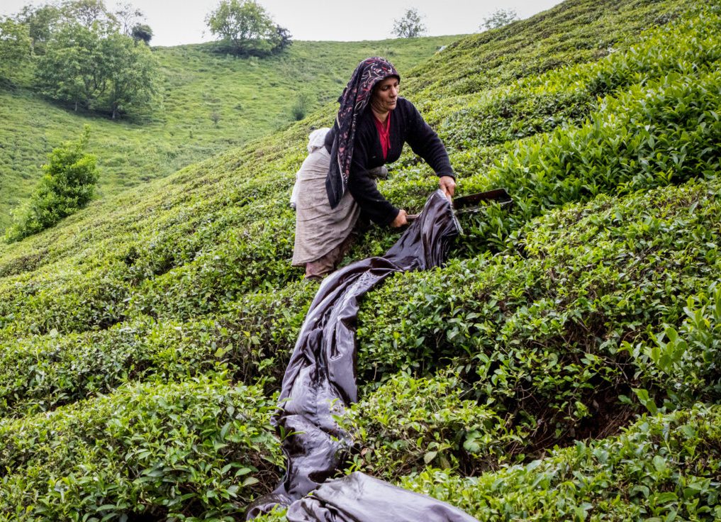 مزارع برداشت چای در لاهیجان