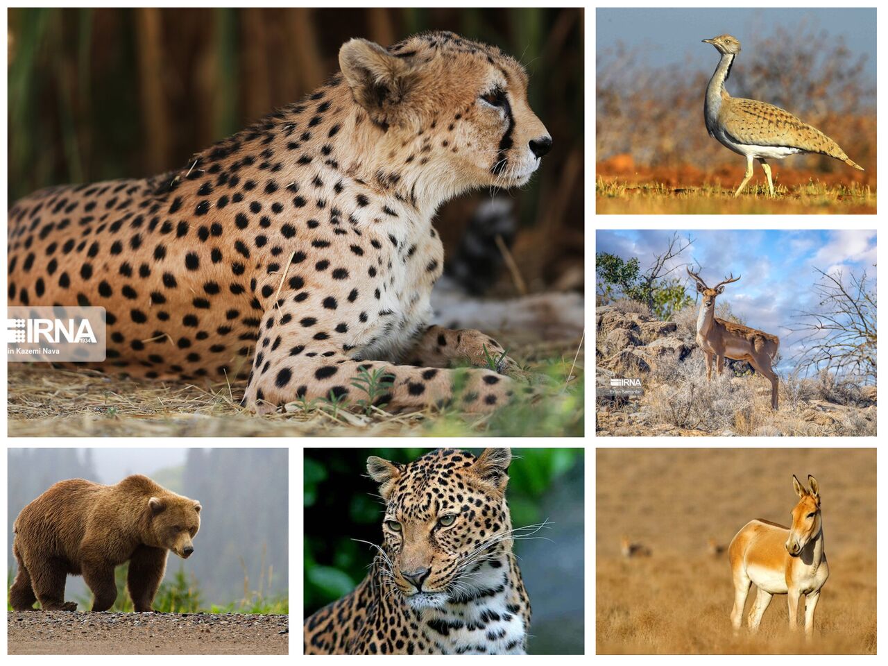 ۸۶ گونه جانوری کشور در معرض خطر انقراض/۲۳ گونه برنامه عمل دارد