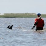 عملیات نجات ده‌ها دلفین پهلوسفید سرگردان، در این ویدئو عملیات نجات ده‌ها دلفین‌ پهلوسفید که در دماغه کاد سرگردان شدند را مشاهده می‌کنید.