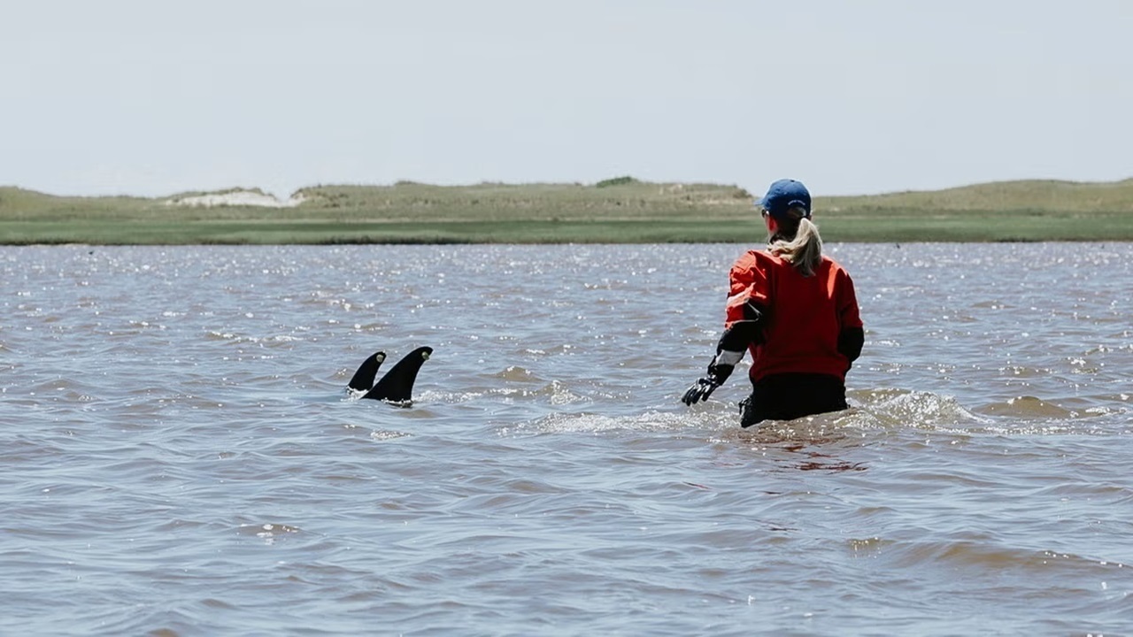 عملیات نجات ده‌ها دلفین پهلوسفید سرگردان