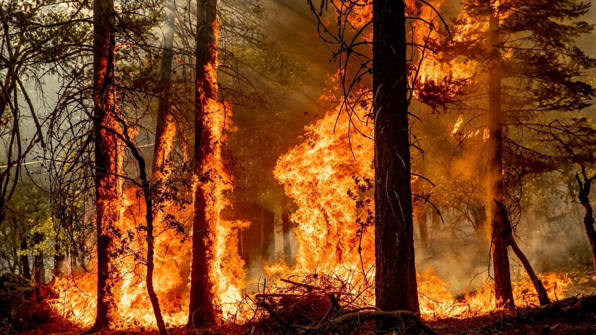 آتشی بر جان جنگل؛ خشک و تر می‌سوزند!