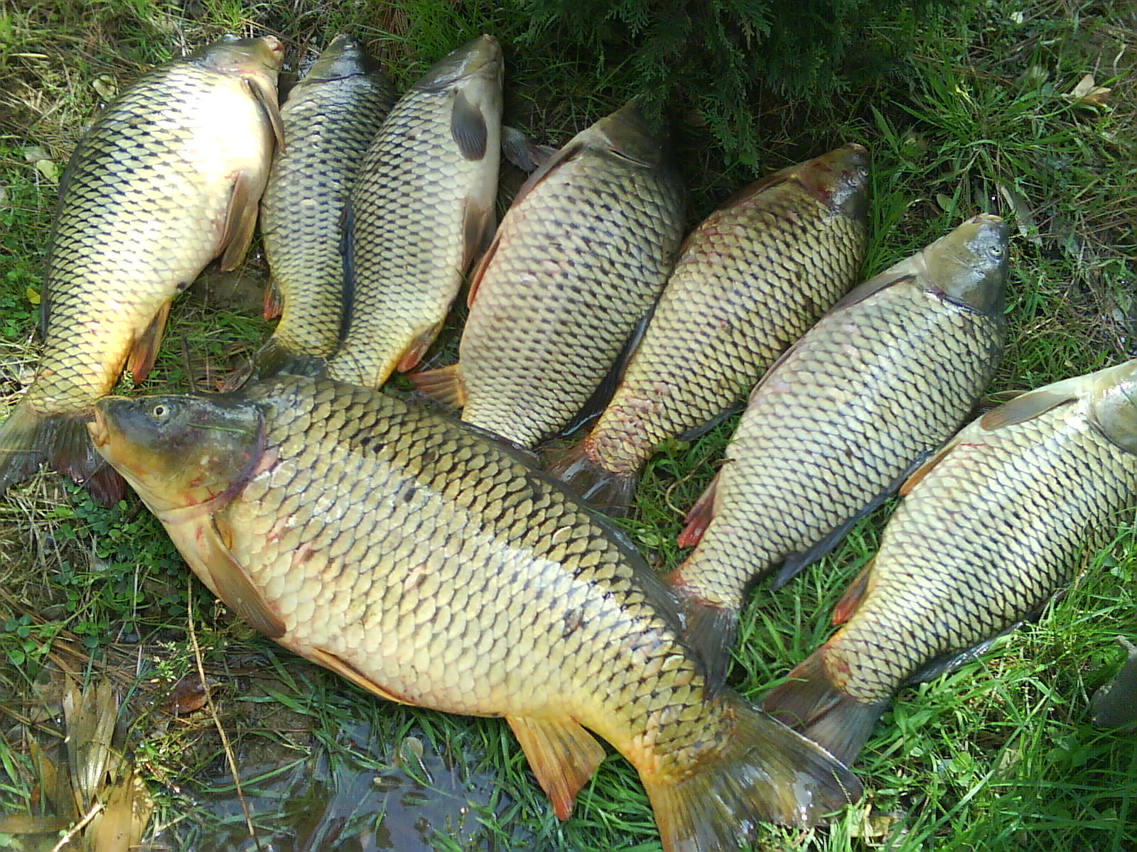 آسیب‌شناسی پرورش کپورماهیان با روش‌های گوناگون