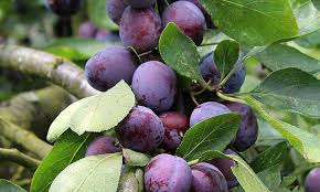 میوه همه فن حریف!