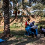 برداشت خرما از نخلستان ها کارون، پایان شهریور هرسال موعد برداشت خرما از نخلستان های خوزستان است. این استان دومین تولید کننده خرما در کشور است که پیش بینی می‌شود امسال در ۱۷ شهر خوزستان بیش از ۱۸۷ هزار تن خرما برداشت شود. خرمای تولیدی در نخلستان‌های استان خوزستان به کشورهای مختلف آسیاو اروپا صادر می شود.