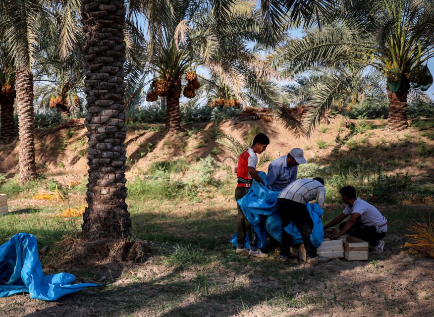 برداشت خرما از نخلستان ها کارون