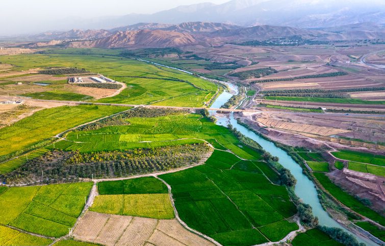 کشت برنج در شهرستان طارم