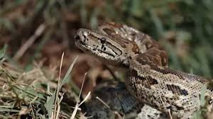 شکست مار بزرگ مقابل حمله مورچه‌ها