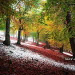 طبیعت مازندران در پاییز هزار رنگ،طبیعت رنگارنگ پاییز، در جنگل‌های هزار رنگ، تو در تو و چشم نواز شمالی، دشت ها، جاده‌ها را باید شاهکار آفرینش دانست.