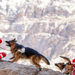 مانور امداد و نجات کوهستان در یزد، مانور امداد و نجات کوهستان با حضور تیم‌های امدادی و تیم‌های واکنش سریع جمعیت هلال احمر استان یزد در منطقه دره گاهان شهرستان تفت برگزار شد.