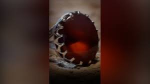 فروش انگشتر هدیه سیدحسن نصرالله برای کمک به مردم لبنان