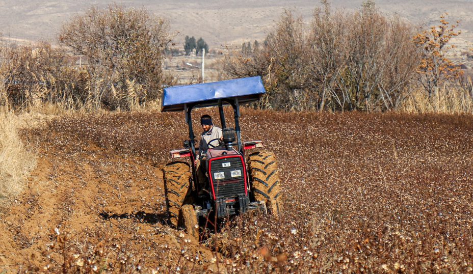 برداشت پنبه از مزارع خراسان شمالی