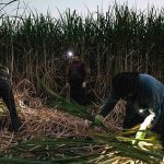 برداشت سنتی نیشکر در هفت تپه، مزارع نیشکر هفت تپه با وسعتی بیش از۲۴ هزار و ۹۰۰ هکتار در نزدیکی شهر شوش و در فاصله ۱۰۰ کیلومتری شمال اهواز قرار دارد. برداشت نیشکر از مزارع «هفت‌تپه» هر سال از ماه آبان آغاز و تا اواخر بهار سال بعد ادامه دارد.