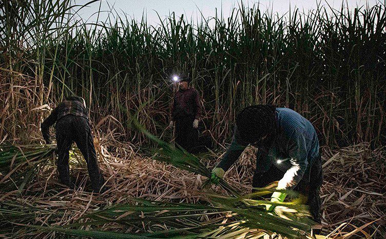 برداشت سنتی نیشکر در هفت تپه