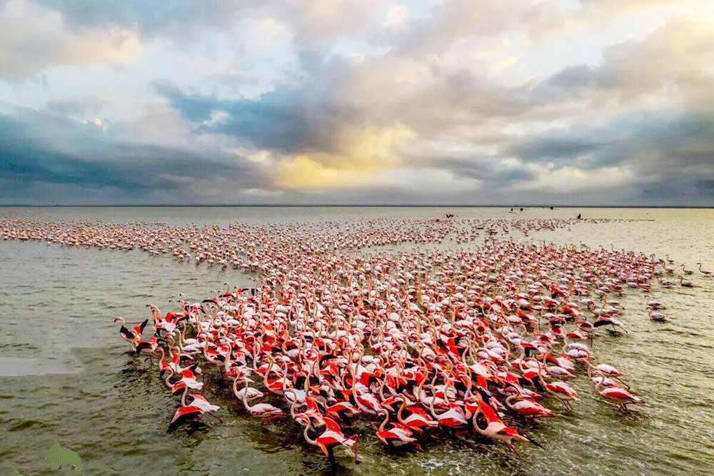 تالاب میانکاله