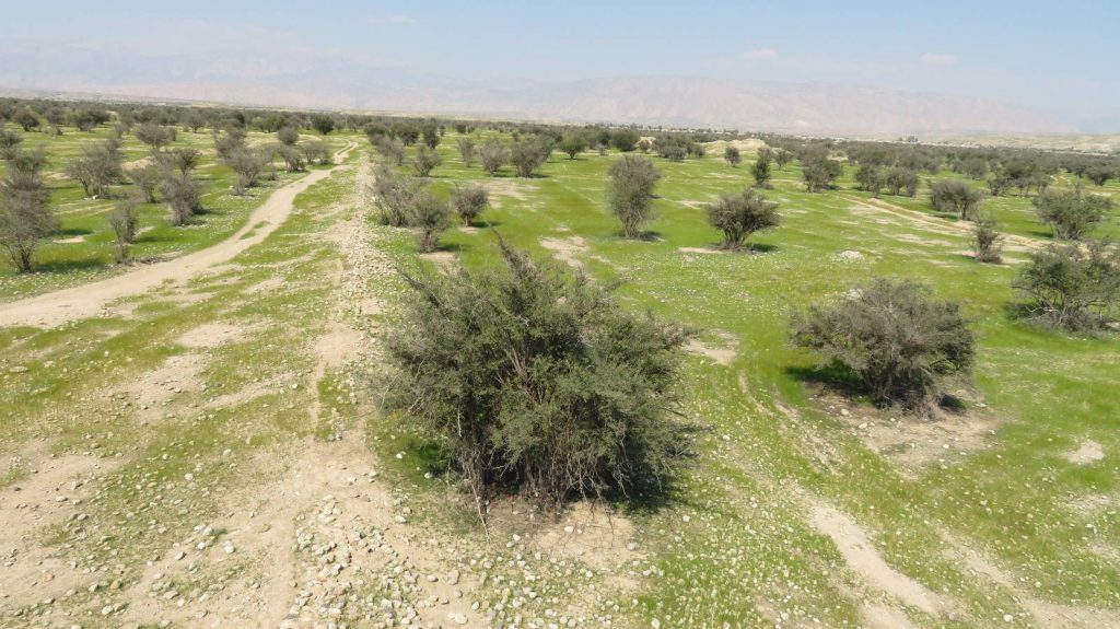  نرگسزار جره کازرون، میراث کشاورزی ساسانی