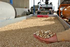 آفلاتوکسین، چالش حضور پسته ایرانی در بازار جهانی