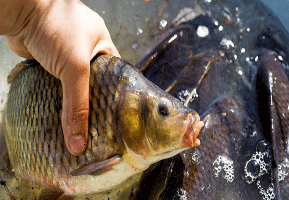تولید آبزی در ۱۰ سال آینده به ۲.۶ میلیون تُن می‌رسد