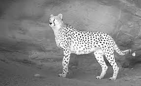 “هلیا” میهمان جدید پناهگاه حیات وحش میاندشت جاجرم