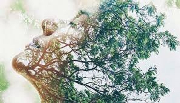 نقش آفرینی درخت در بهبود زندگانی و آرامش بشر