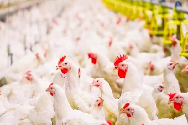 بومی‌سازی‌ سویه آرین ره به ترکستان است