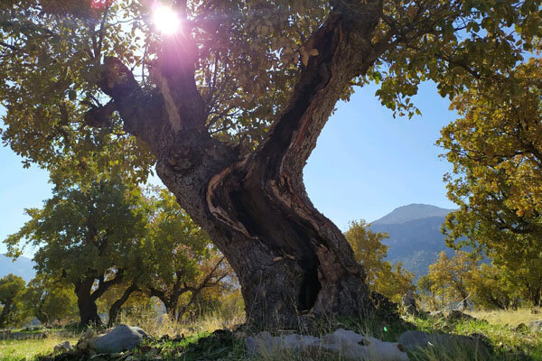 حفظ بلوط به معنای نگهداری از زیست‌بوم زاگرس است