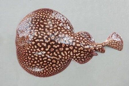 صید غیرقانونی تهدیدی جدی برای کوسه‌ماهی و سپرماهی