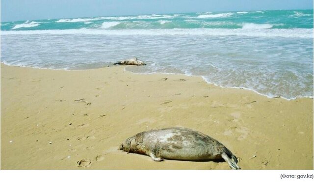 افزایش تلفات فک‌ها در مازندران نگران‌کننده است