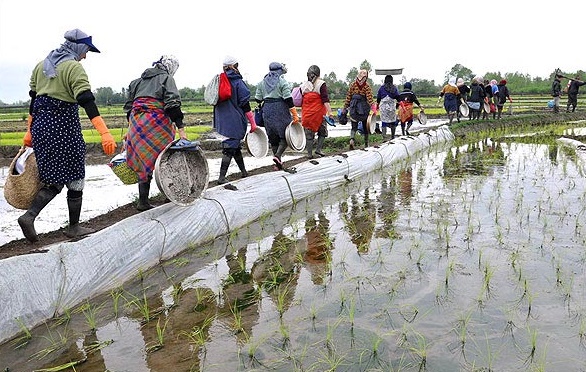 افول خاموش نیروی کار کشاورزی؛ هشداری نزدیک