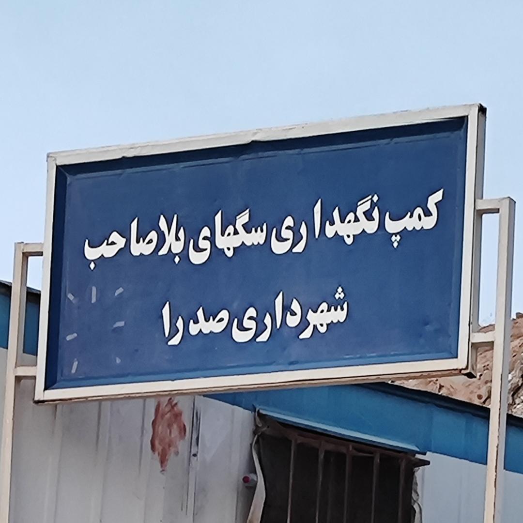 سلاخ خانه سگ های بی پناه در قلب شهر صدرا