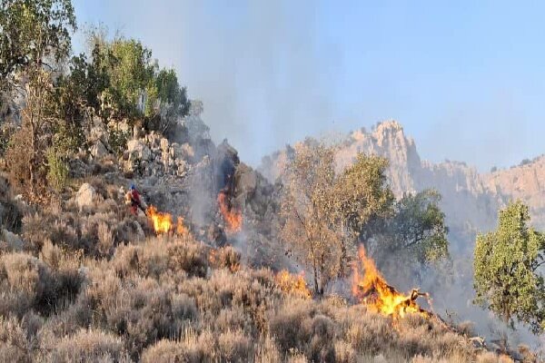  جنگل های کهنسال فارس قربانی دست های آلوده 
