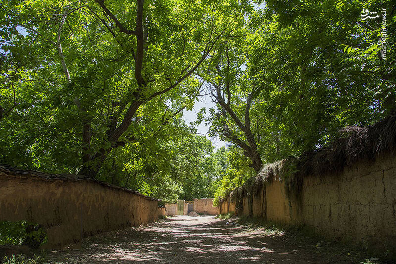 زد و بندها شیراز را سوزاند و کسی را به کسی نیست / روزی شهر گل و بلبل نام داشت و حالا برهوتی بی آب و بی باغ 