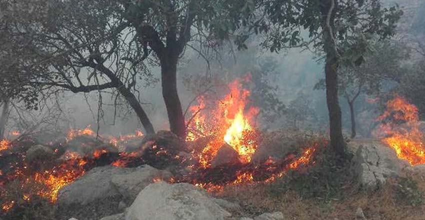 غوره‌دان سوخت؛ زاگرس را چند بار باید خاکستر کنیم تا بیدار شویم؟