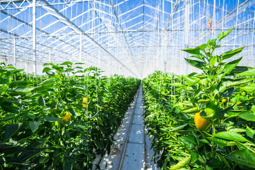 خطر کاهش تولید در کمین محصولات گلخانه‌ای