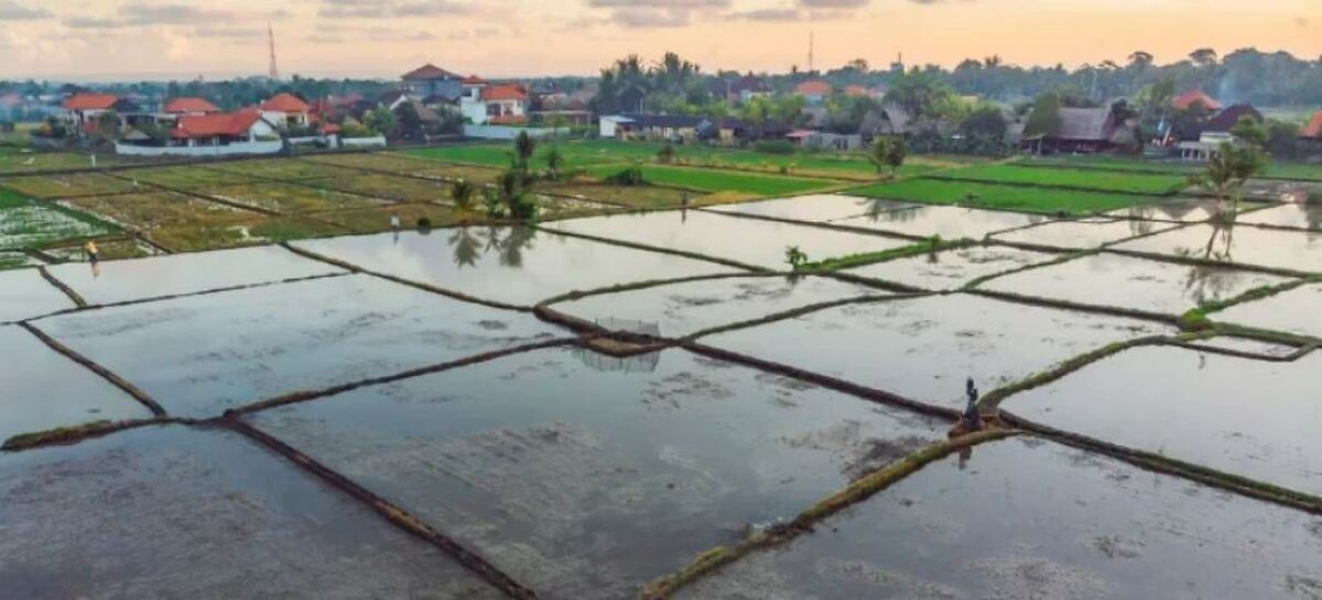 کشاورزی؛ قربانی ردیف اول سوءحکمرانی