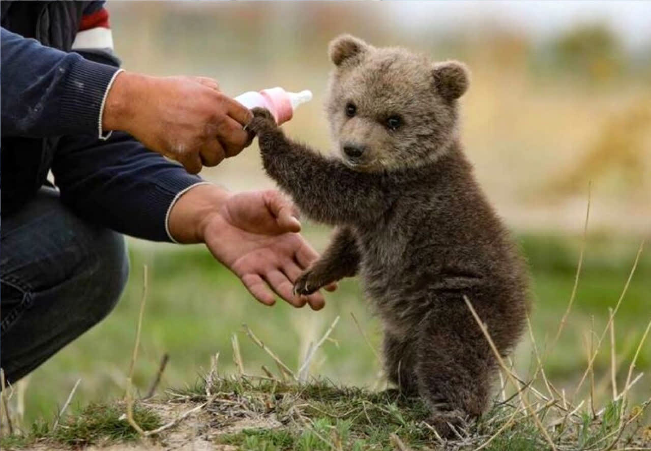 فارس، گورستان خرس‌های قهوه‌ای