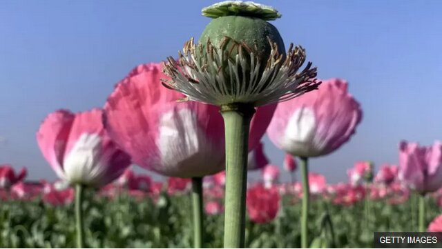 ماجرای کشت «شقایق الیفرا» در ایران چه شد؟/ داروهای مخدر فقط برای معتادان نیست