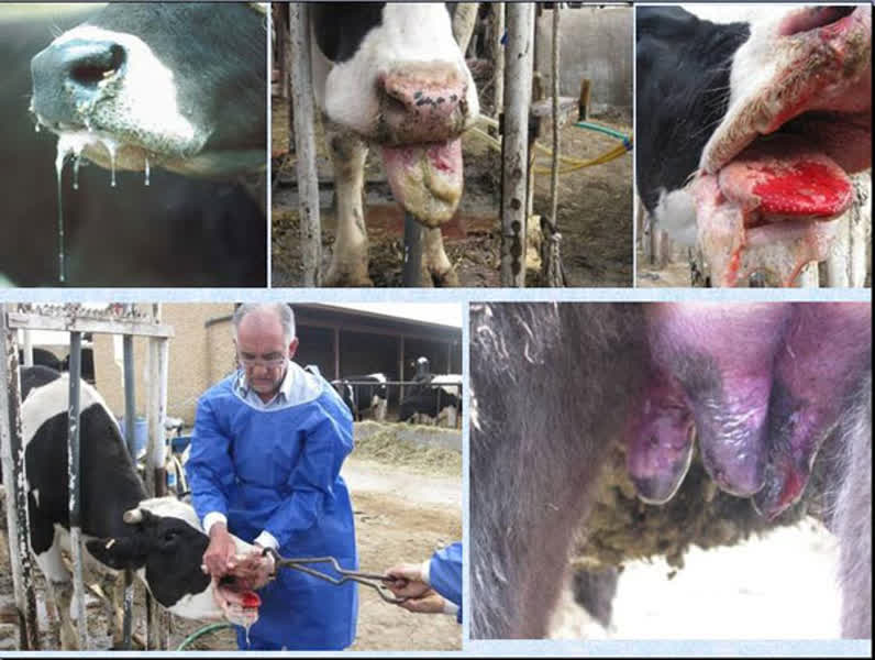  جولان مرگبار تب برفکی ، نوشدارو بازهم دیر رسید/ دامپروری فارس ؛ صنعتی که ناگهان پوست و استخوان شد