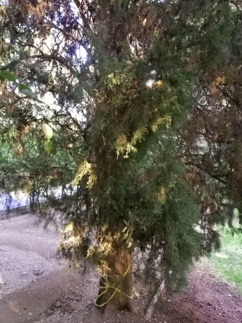 روزگار جهنمی بهشت شیراز 