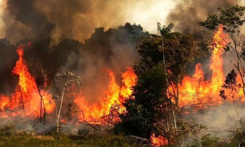 حریق جنگل های هیرکانی با دخالت عامل انسانی آغاز شد؛ تاکید بر آموزش نیروهای مردمی و بومی