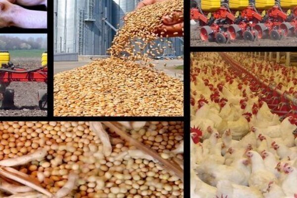 هشدار درباره تبعات گرانی نهاده‌ها بر قیمت مرغ !