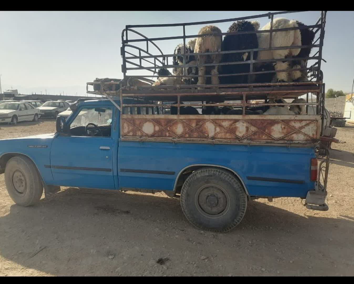 کشف ۲۱ رأس احشام فاقد مجوز در سروستان