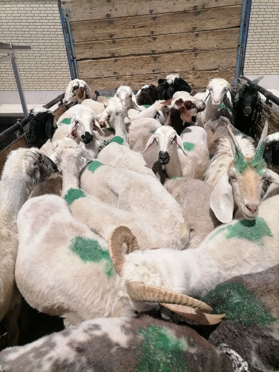 کشف ۴۵ راس احشام فاقد مجوز در اقلید