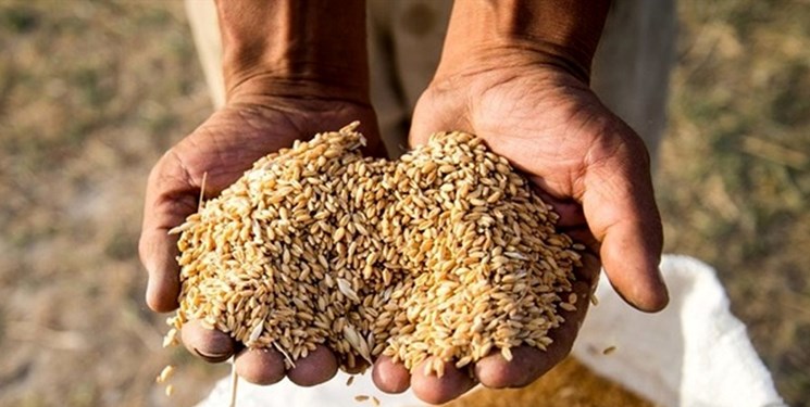 تعیین نرخ تضمینی گندم به یک شورای 6 نفره سپرده شد