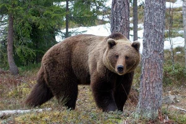 حمله خرس  به یک چوپان در روستای دشتک مرودشت