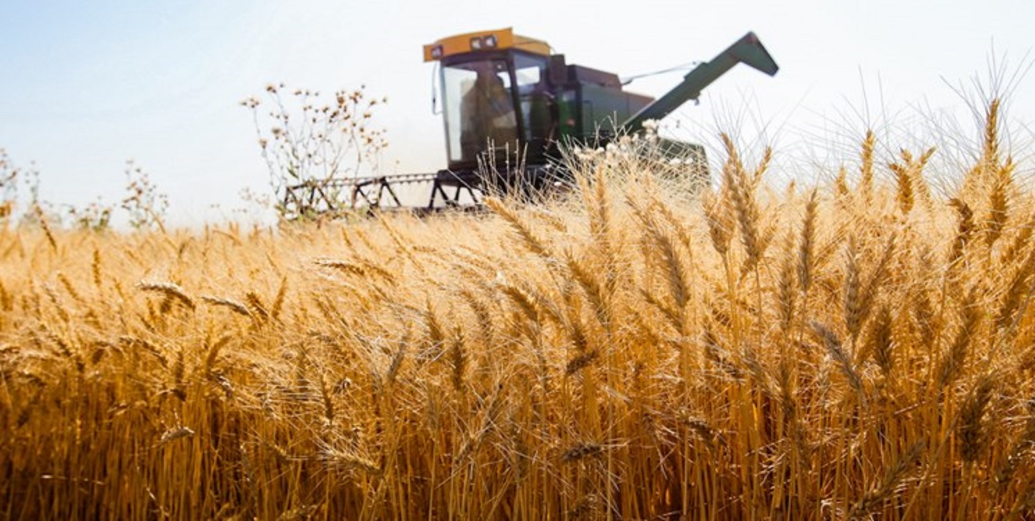 خودکفایی در تولید غلات و شکستن رکود خرید گندم در استان فارس