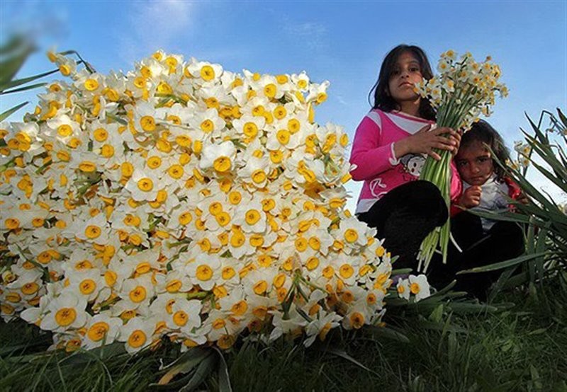 رویداد گل نرگس خفر در تقویم رویدادهای گردشگری کشور به ثبت رسید